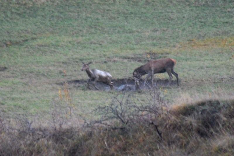 PASSIONE PER IL CERVO
